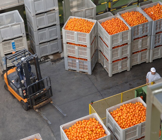La importación española de frutas y hortalizas crece un 5% en volumen y un 11% en valor hasta abril de 2025