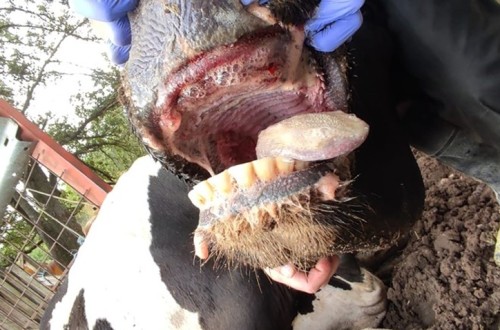 Quince explotaciones de bovino afectadas por casos de la EHE en comarcas gallegas