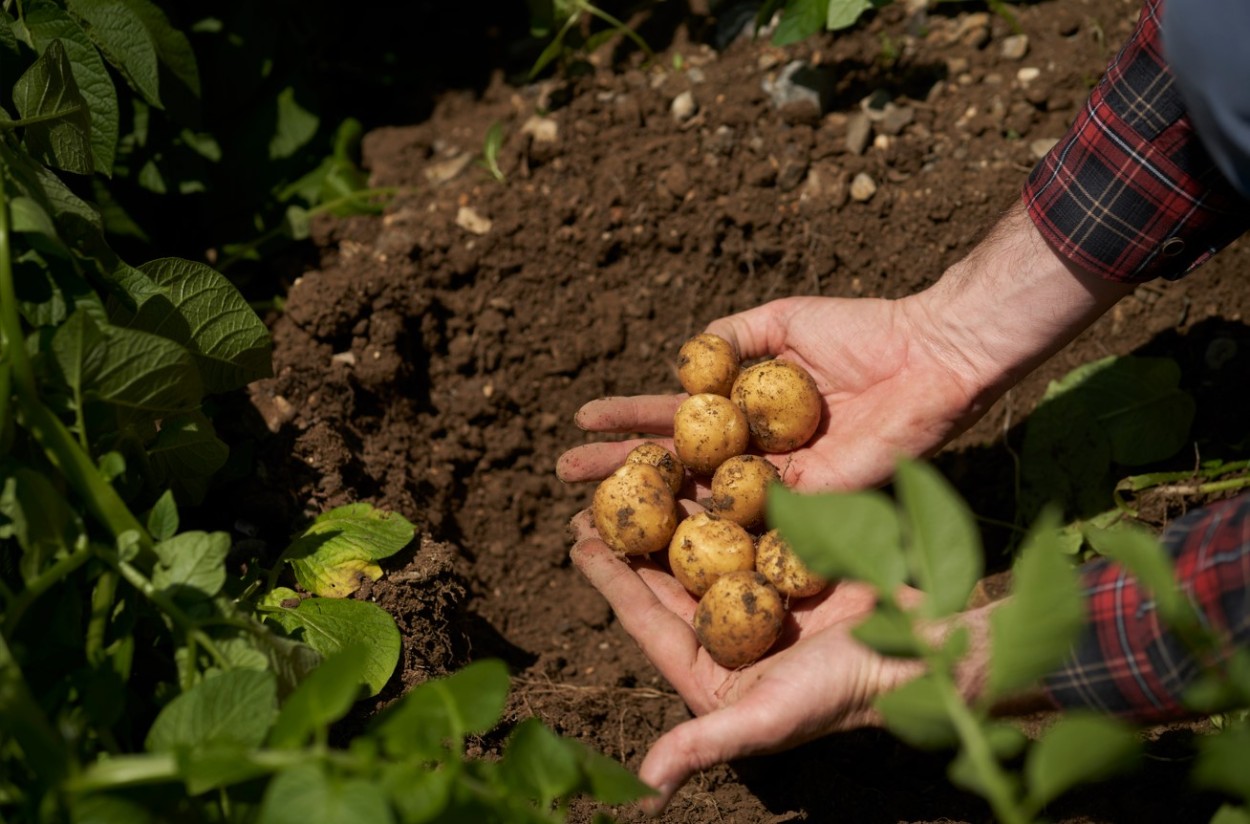 Las primeras Lay´s y Ruffles cultivadas con los fertilizantes Impact Zero de Fertiberia llegan al mercado