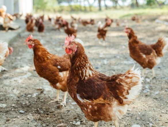 La FAO exige intensificar las medidas ante la propagación de la gripe aviar altamente patógena H5N1
