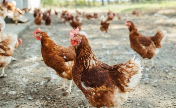 La FAO exige intensificar las medidas ante la propagación de la gripe aviar altamente patógena H5N1