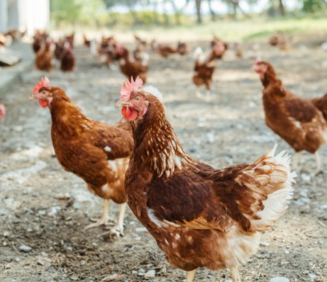 La FAO exige intensificar las medidas ante la propagación de la gripe aviar altamente patógena H5N1