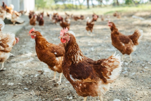 Gallinas_suelo_ecologicas_