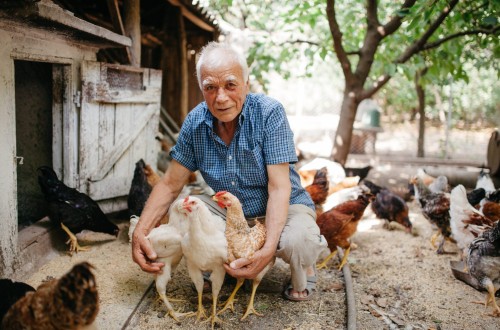 Revista “Nature”: el virus de la gripe aviar H5N1 puede transmitirse entre mamíferos desde leche de vaca contaminada
