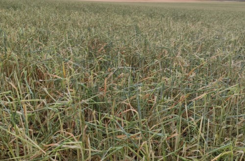 El seguro agrario marca récord de contratación de prima y capital asegurado en el primer semestre