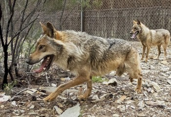 La UE rebaja la protección del lobo y deja en manos de los Estados su futura gestión