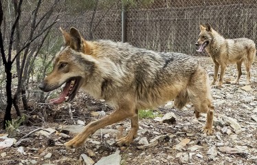 La UE rebaja la protección del lobo y deja en manos de los Estados su futura gestión
