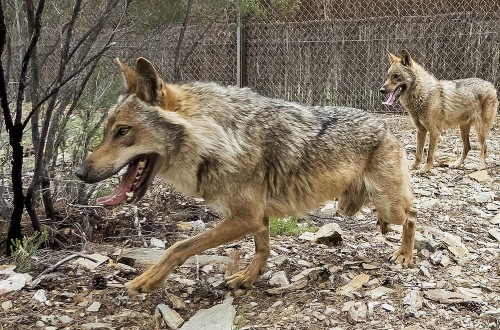 Asaja celebra la flexibilización de la protección del lobo y pide su aplicación en España