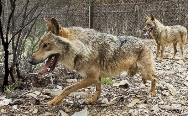 Asaja celebra la flexibilización de la protección del lobo y pide su aplicación en España