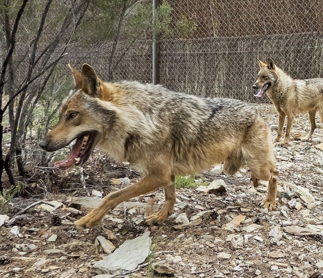 Asaja celebra la flexibilización de la protección del lobo y pide su aplicación en España