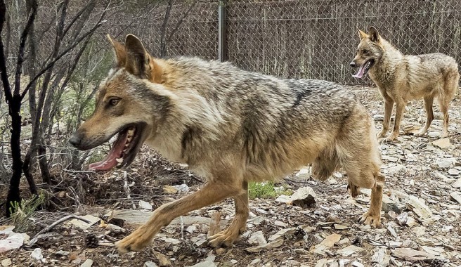 Lobo