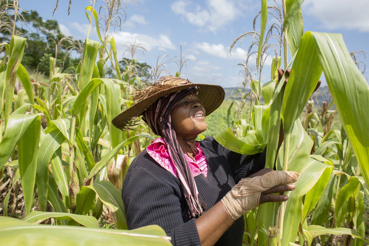 La FAO prevé que la producción mundial de cereales alcance con 2.854 Mt su máximo histórico