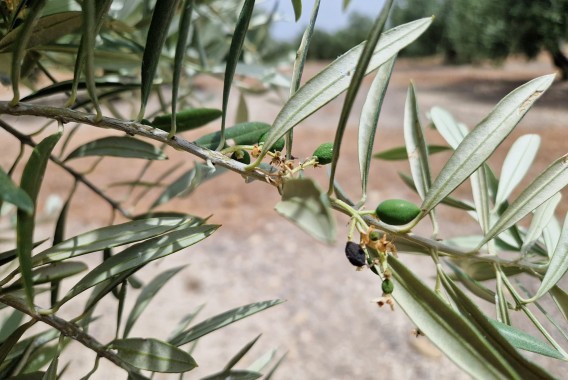 El algarrobo y la granada ayudan a prevenir la antracnosis en el olivar
