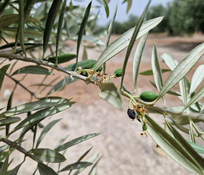 El algarrobo y la granada ayudan a prevenir la antracnosis en el olivar