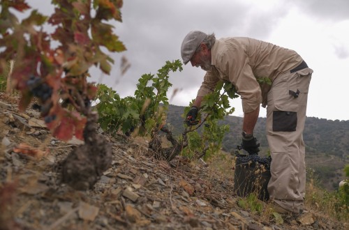 Cooperativas hace una estimación inicial de 39,75 Mhl de vino y mosto en la campaña 2024/25