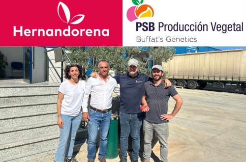 Viveros Hernandorena y PSB Producción Vegetal, veinte años de colaboración en fruta de hueso