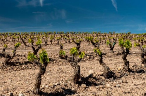 Castilla-La Mancha no descarta el arranque de viñedo mientras no se pierda capacidad productiva