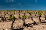 Agroseguro adelanta el pago de indemnizaciones a viticultores de La Rioja con daños graves o totales en sus viñedos