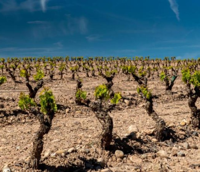 Agroseguro adelanta el pago de indemnizaciones a viticultores de La Rioja con daños graves o totales en sus viñedos