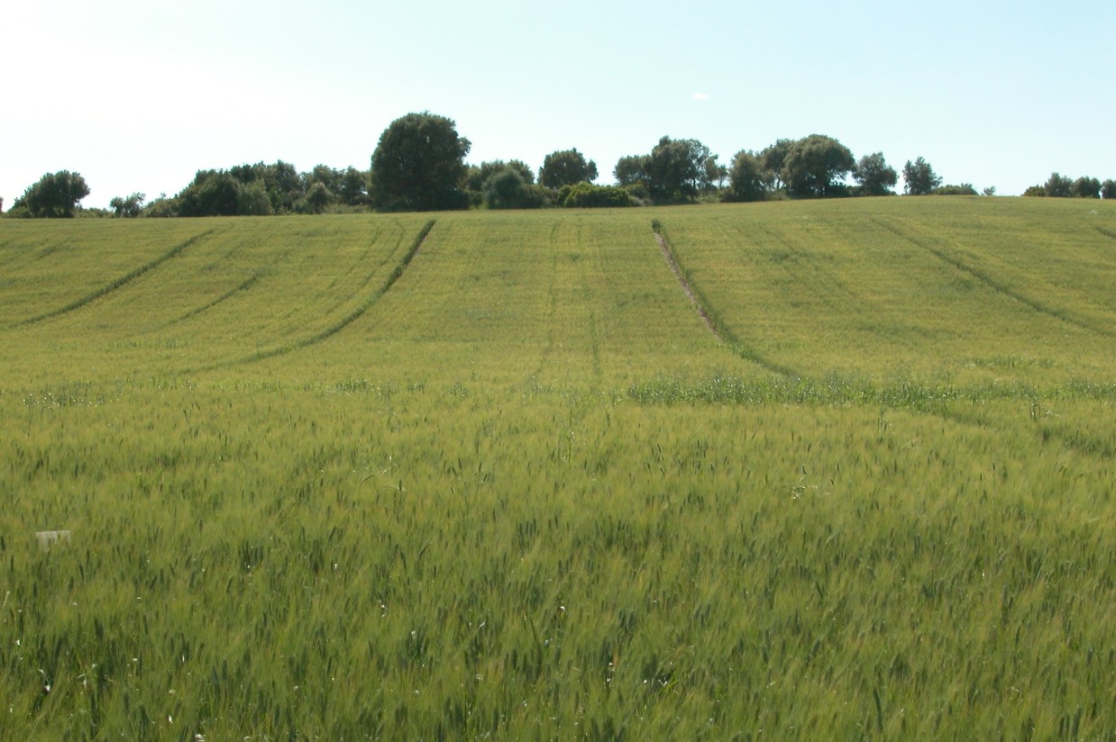 La AEAC.SV celebra en septiembre dos jornadas de campo sobre agricultura de conservación en cultivos extensivos