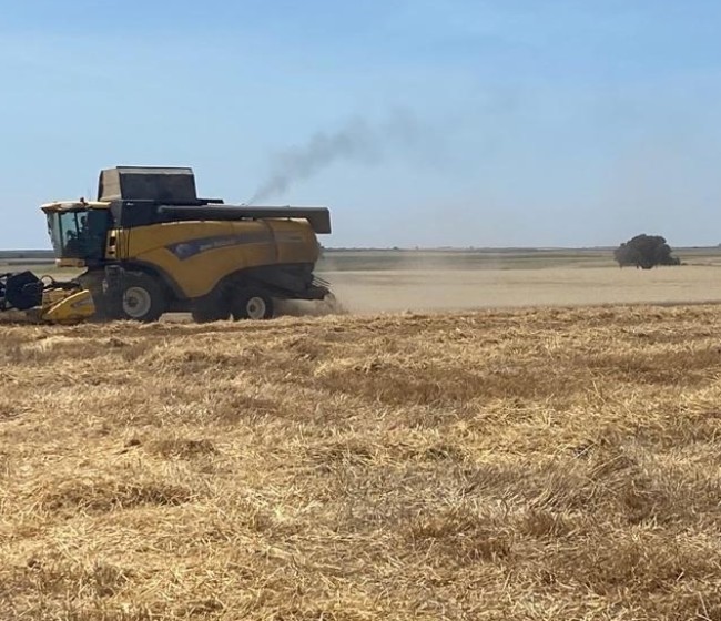 Asaja Valladolid exige precios justos para el cereal y el cumplimiento de la Ley de la Cadena Alimentaria