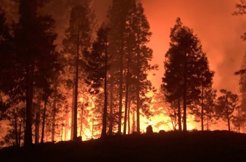 Cambio climático y alta demanda de madera presionan cada vez más a los bosques