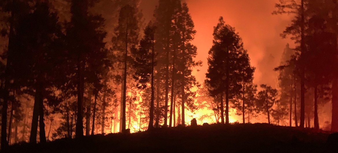 Cambio climático y alta demanda de madera presionan cada vez más a los bosques