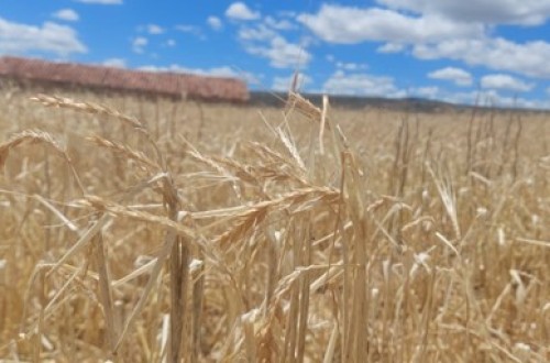 Agroseguro inicia el pago de indemnizaciones a productores de cereal con 49 millones de euros