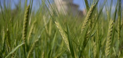 La cosecha de cereales en España presenta récord en rendimiento y producción según Cooperativas Agroalimentarias