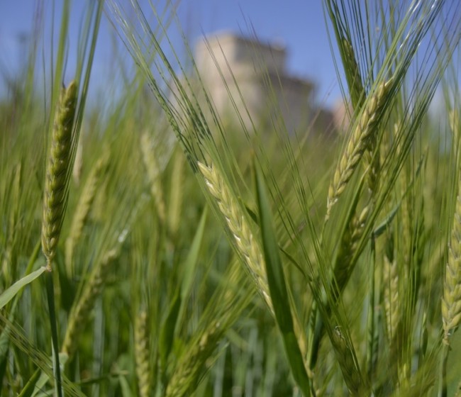 La cosecha de cereales en España presenta récord en rendimiento y producción según Cooperativas Agroalimentarias