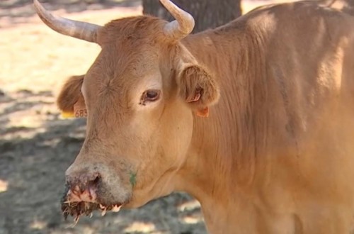 Detectan nuevos casos de EHE en ocho comarcas de Castilla y León, Asturias y Aragón