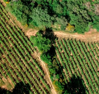 La compraventa de fincas rústicas sube un 9,4% interanual en junio