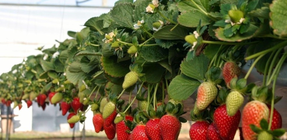 fresas