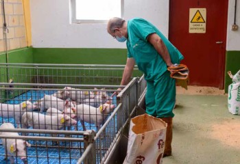 Innovación y apoyo a un sector estratégico: Centro de Pruebas de Porcino del ITACyL