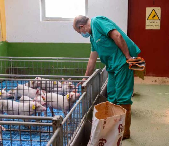 Innovación y apoyo a un sector estratégico: Centro de Pruebas de Porcino del ITACyL