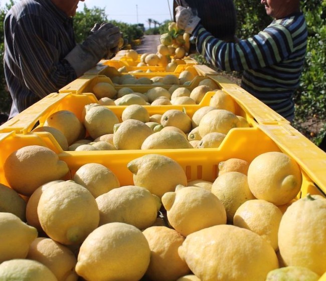 Asaja Alicante alerta de una menor cosecha de limón Verna y pide precios justos ante la caída de producción