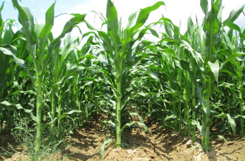 Nuevas variedades de maíz para grano de los ciclos 400 y 500