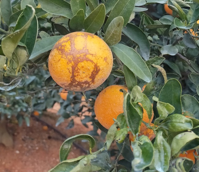 Nuevas plagas en cítricos importados de Sudáfrica, Brasil y Argentina, según AVA-Asaja