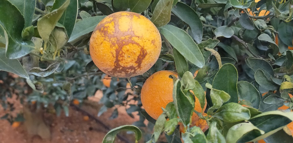 naranjas_plagas_Trips Scirtotrips aurantii