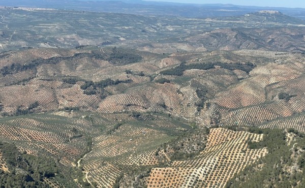 Aplicación de bioestimulantes para la nutrición del olivar
