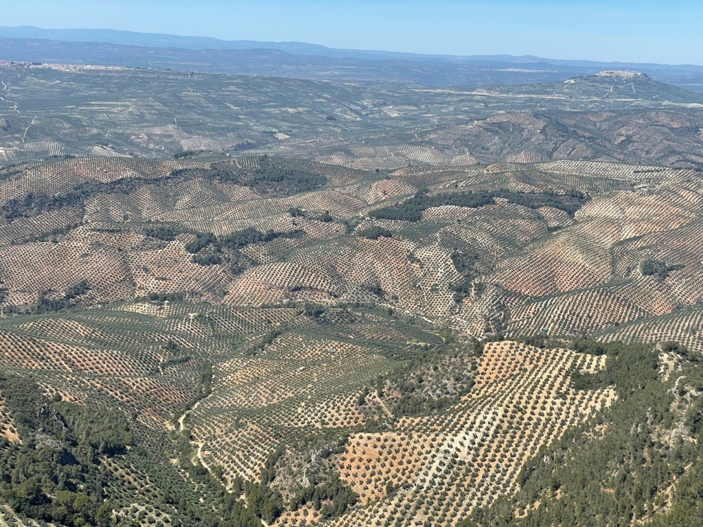 Aplicación de bioestimulantes para la nutrición del olivar