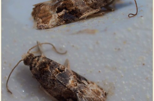 Biología, seguimiento y estrategias de control de la polilla del racimo