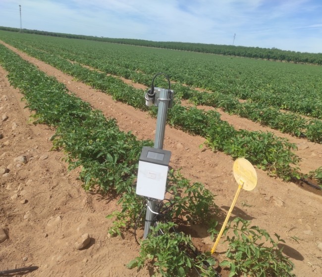 Optimización del agua en una parcela comercial de tomate de industria
