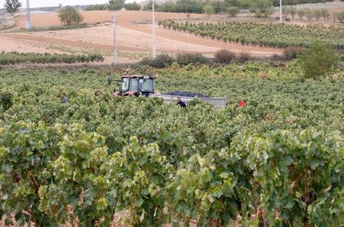 ASAJA, COAG y UPA reclaman al MAPA ayudas directas a Inversiones en explotaciones vitícolas en el marco de la ISV