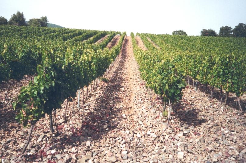 La CE prorroga un año, hasta 2025, los derechos de plantación de viñedo para apoyar a los productores de la UE