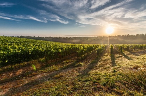 Los viticultores de Rioja refuerzan su apoyo a ARAG-Asaja