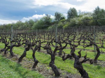 El abono verde en la viticultura mediterránea, las selecciones prácticas de Climed-Fruit