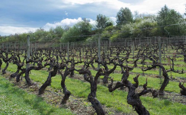 El abono verde en la viticultura mediterránea, las selecciones prácticas de Climed-Fruit