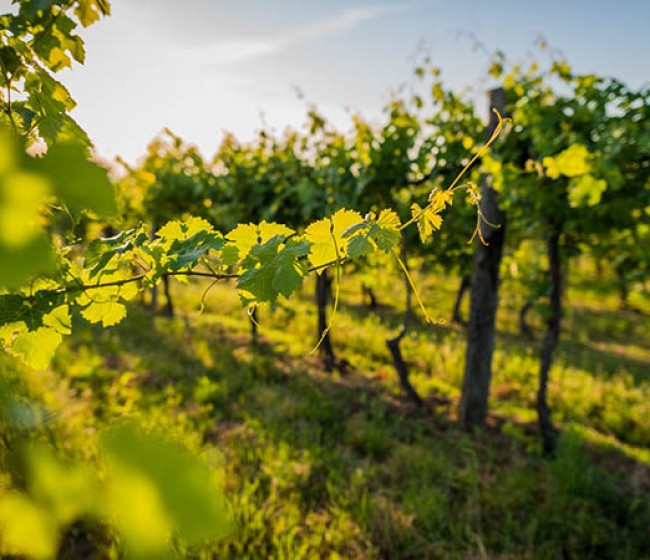 La cosecha de uva en Castilla-La Mancha será un 18% inferior a la del año pasado