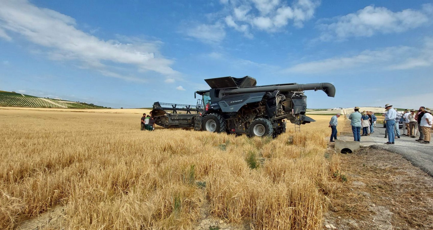 La CE revisa a la baja de nuevo la cosecha de cereales 2024/25 hasta 264,52 Mt en la Unión Europea